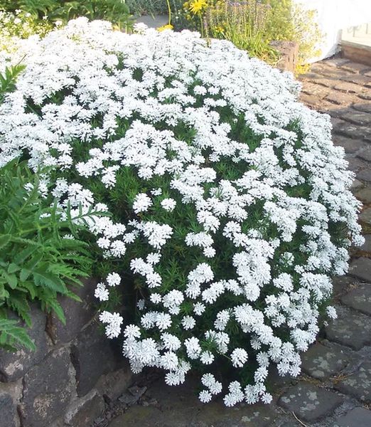 Iberis sempervirens 'Fischbeck'